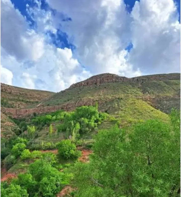 باغ انگور تاکستان