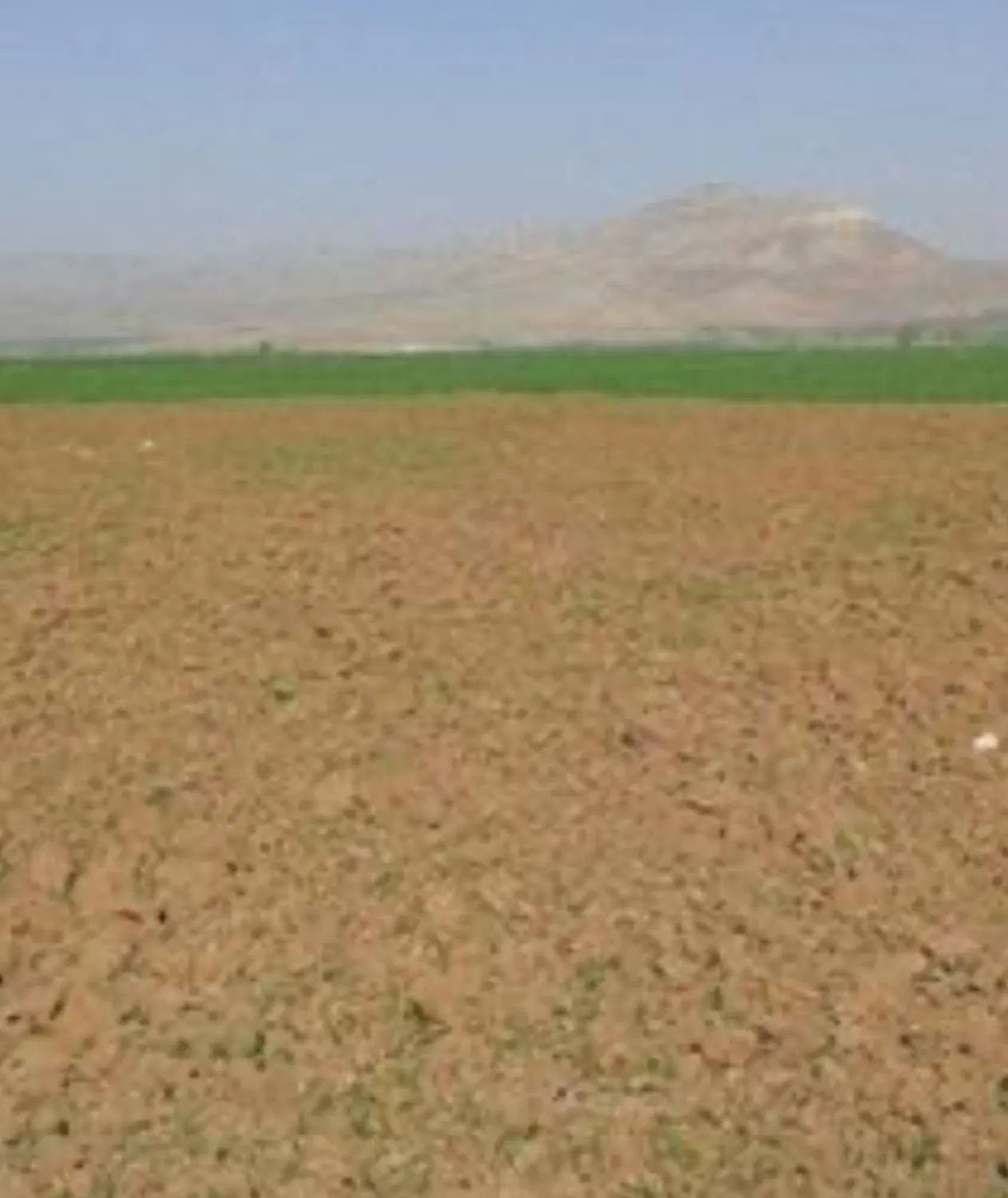 زمین دیمی