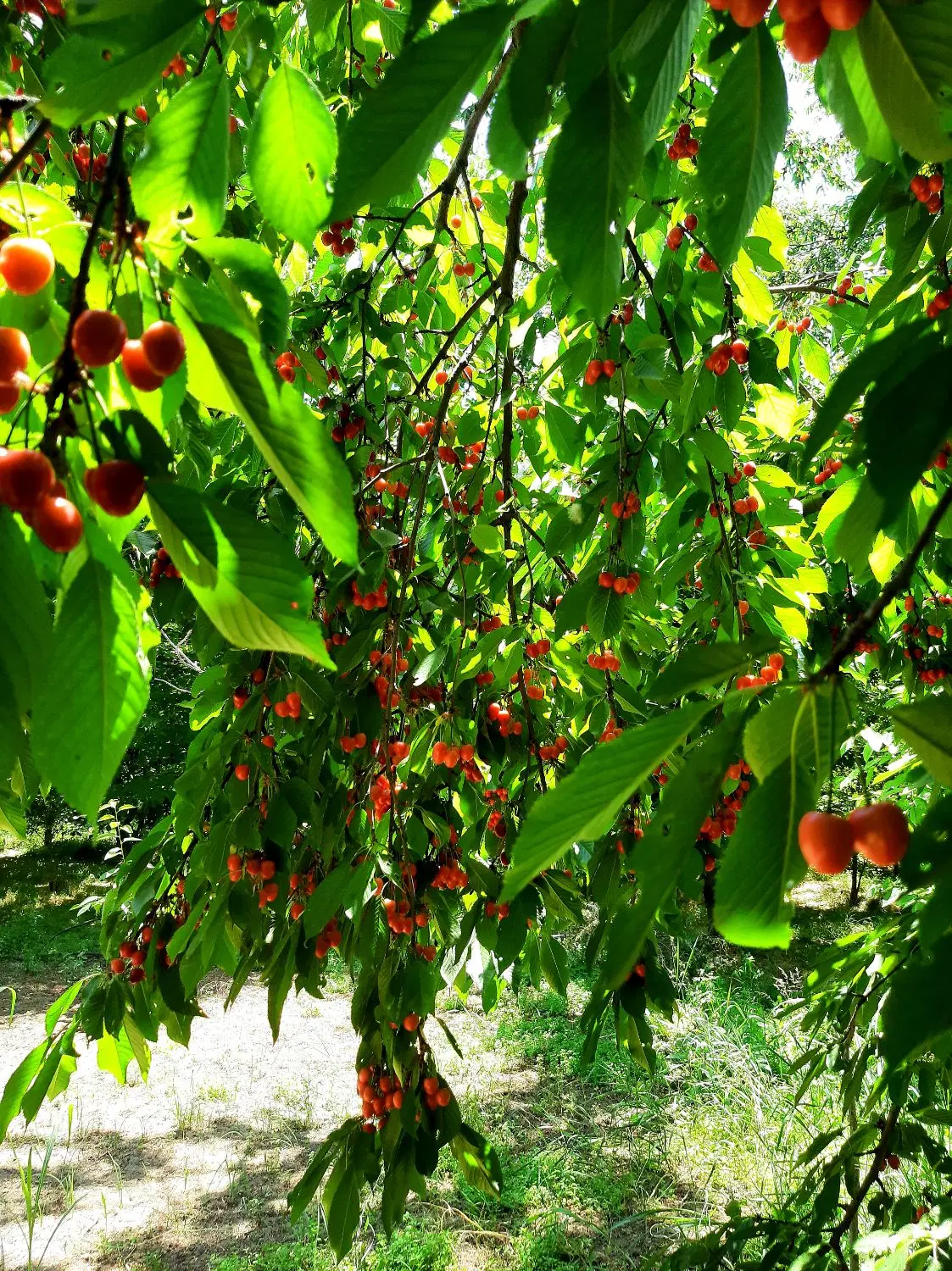 زمین کشاورزی قلیان