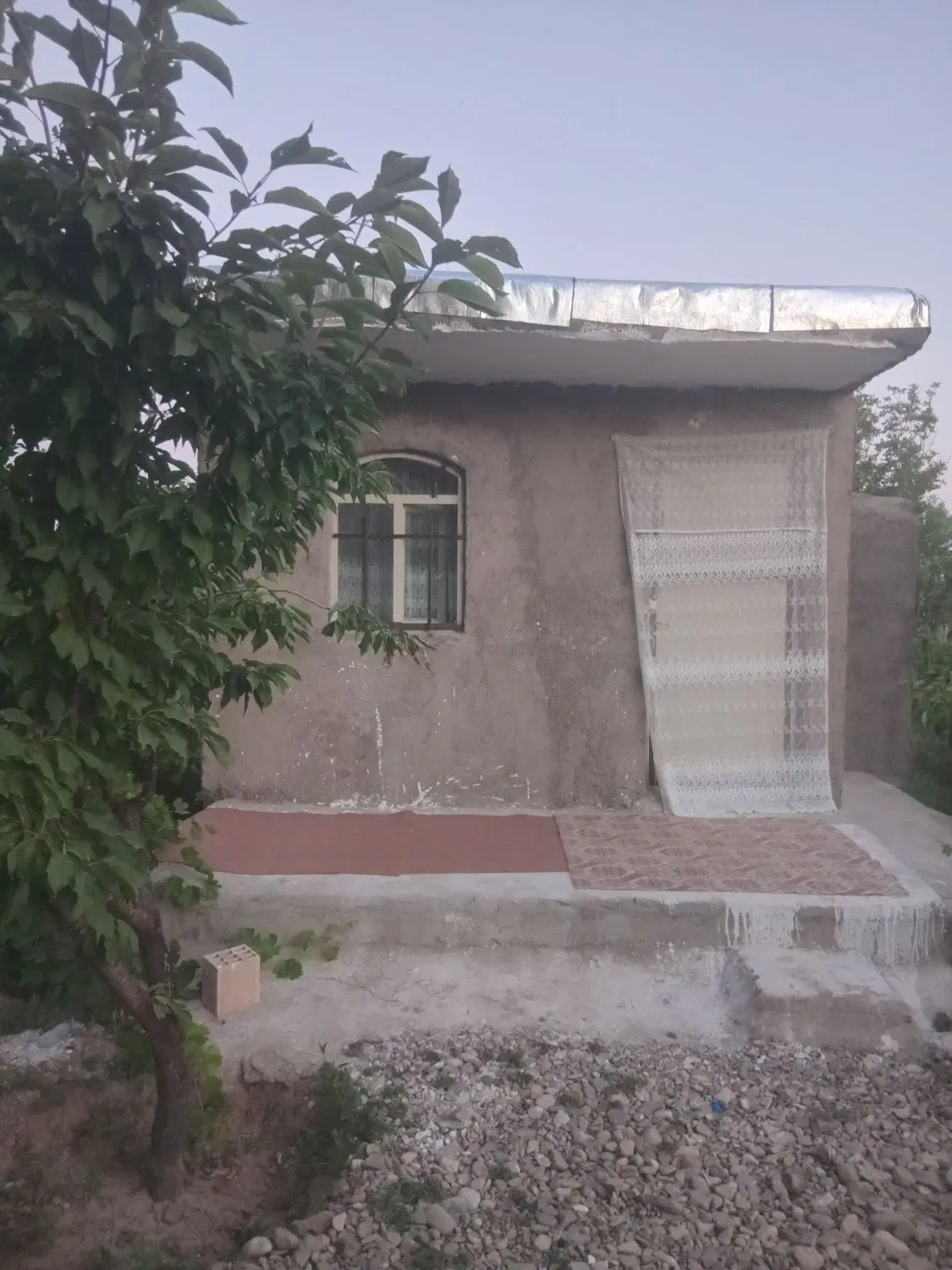 باغ انگور