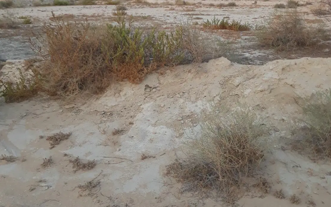 زمین در روستای چاهوغربی