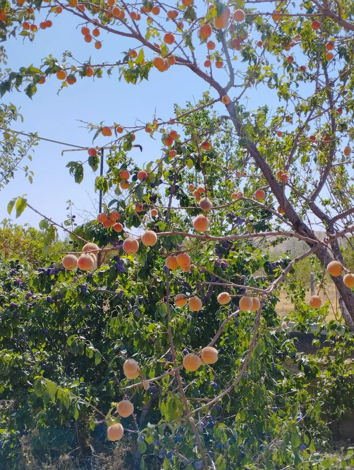 فروش ۷هکتار زمین کشاورزی وباغی
