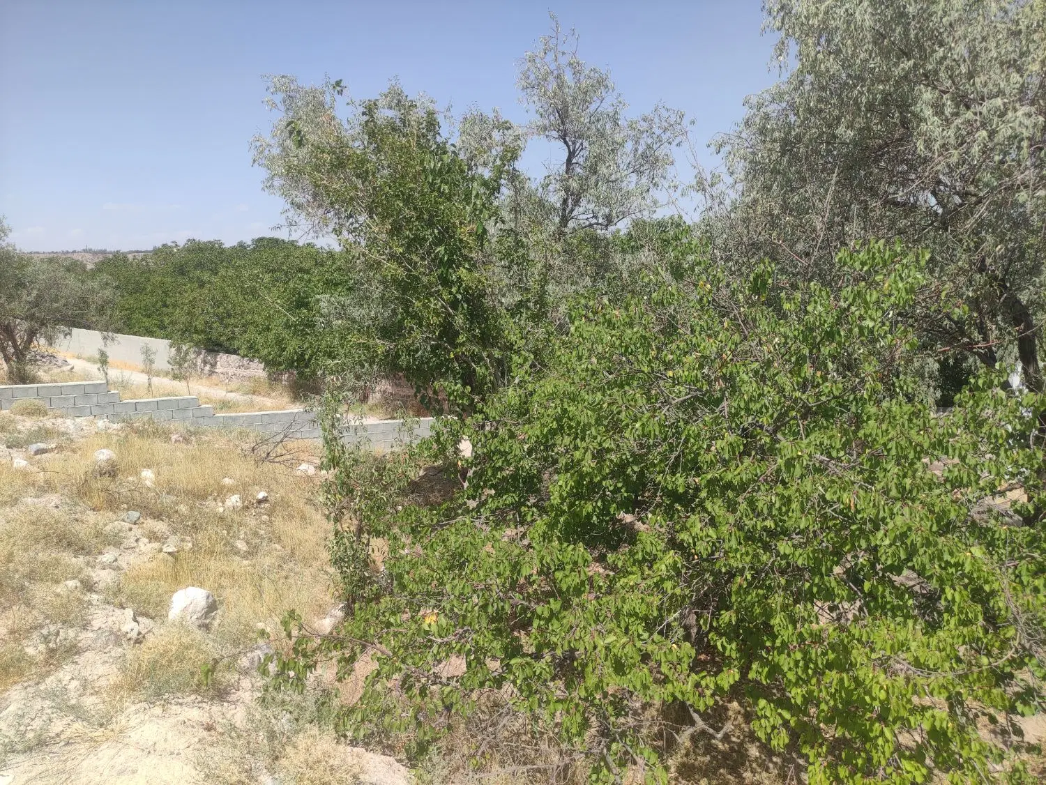 باغ دلنشین و دنج اسکو