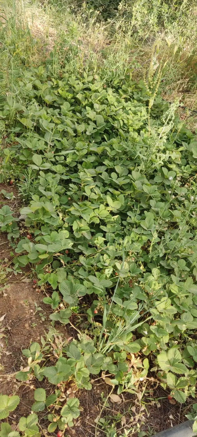 باغ