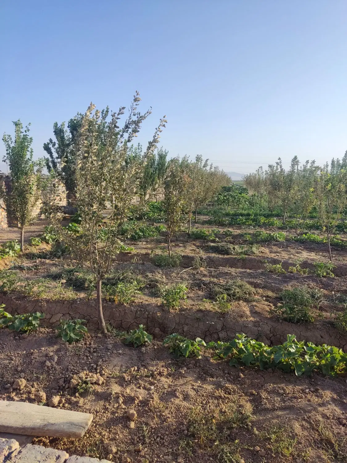زمین باغی مراداباد
