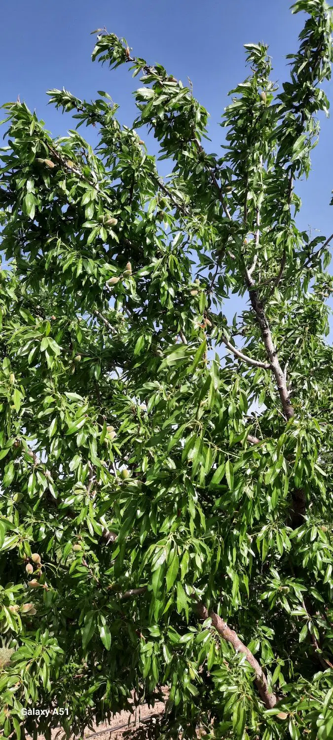 باغ در شورآب صغیر