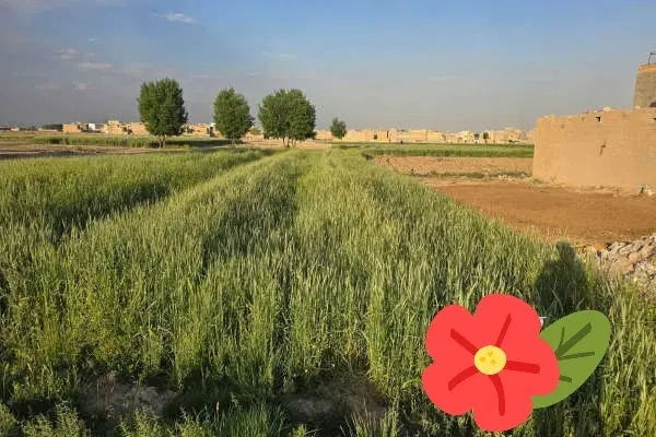 زمین کشاورزی  اجاره