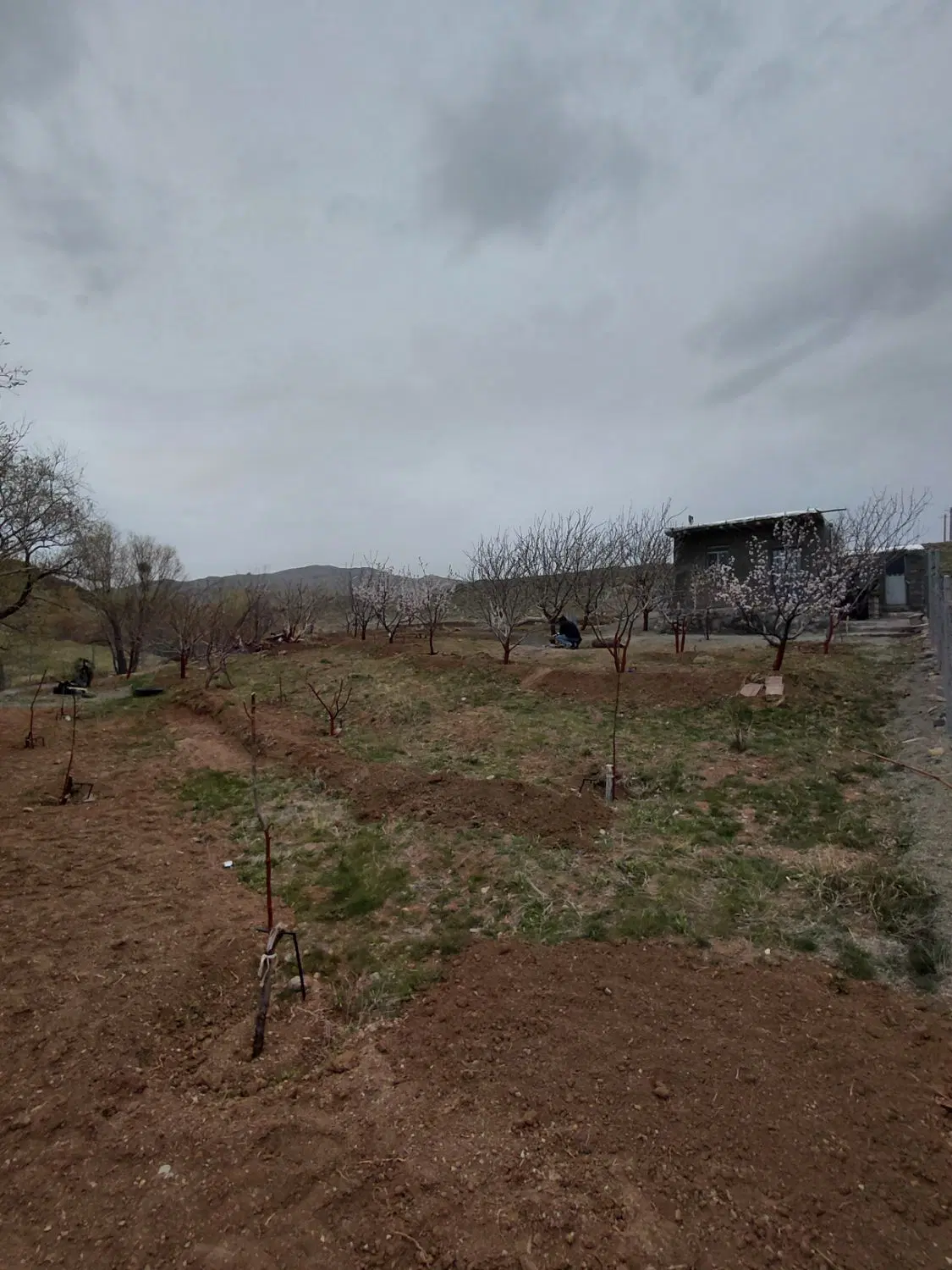 باغ در روستای ذاکر