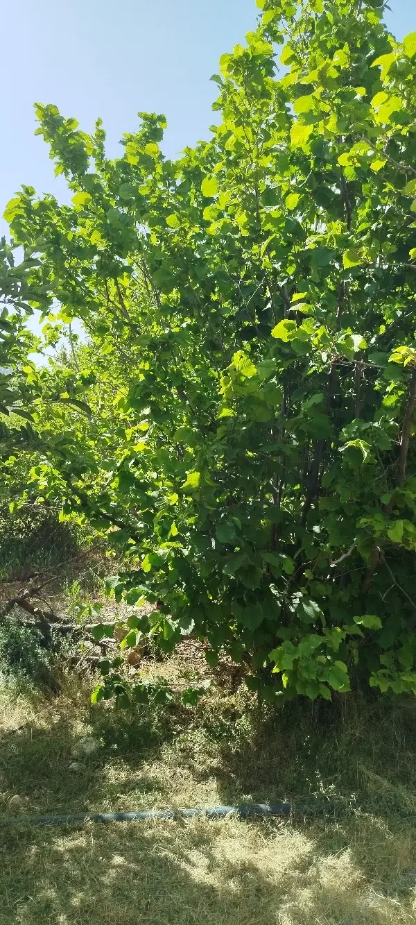 فروش باغ سیسخت معاوضه با نیسان مدل بالا