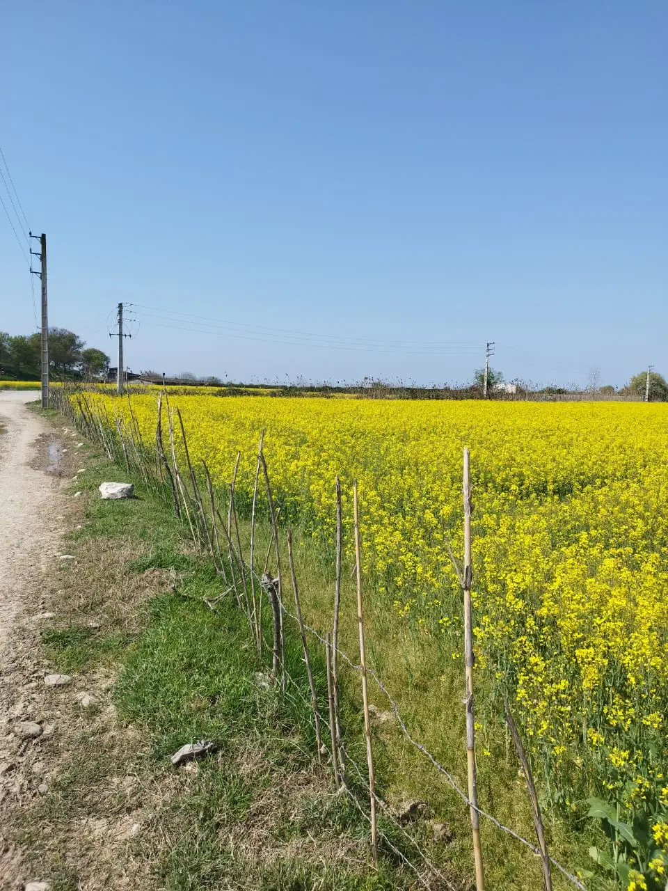 زمین کشاورزی
