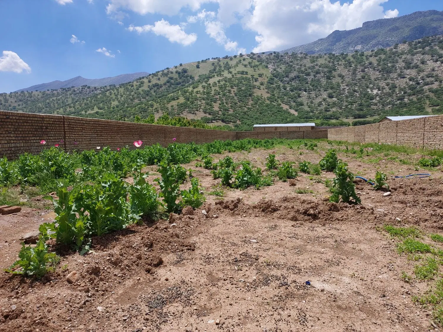 زمین باغ ویلا  در قلعه سنگی سر خیابان