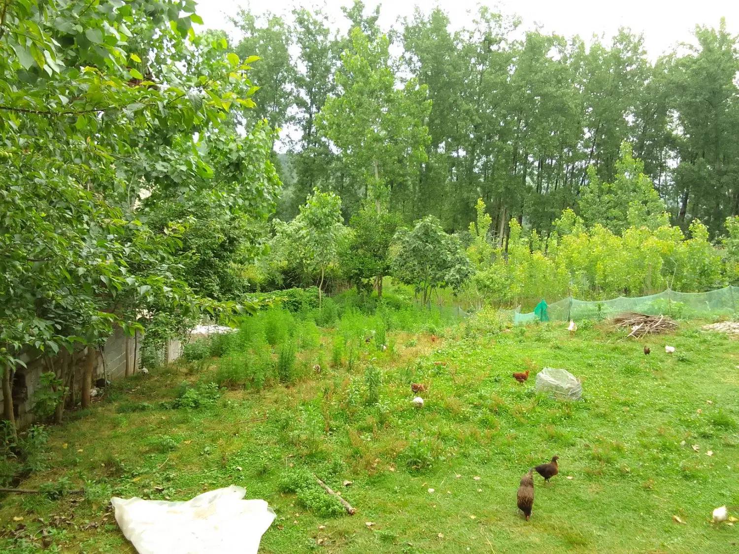 زمین مسکونی روستایی برخیابان