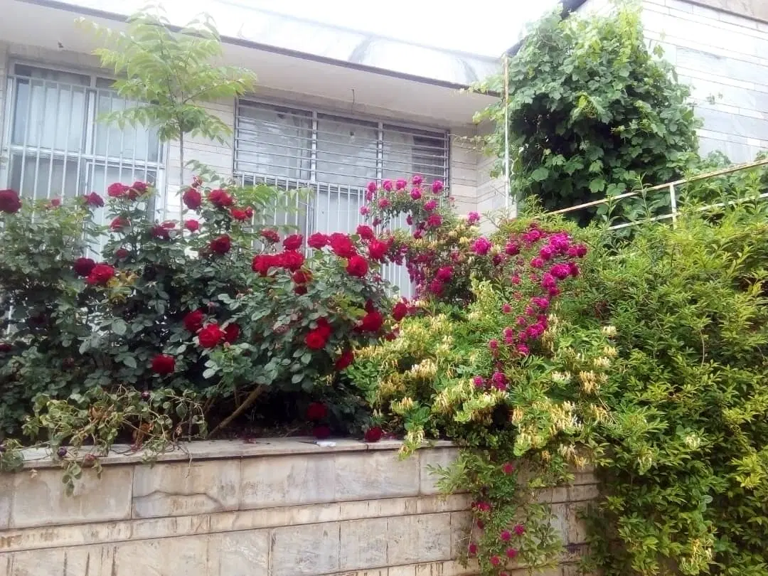 ۷۳۵ متر خیابان خاقانی