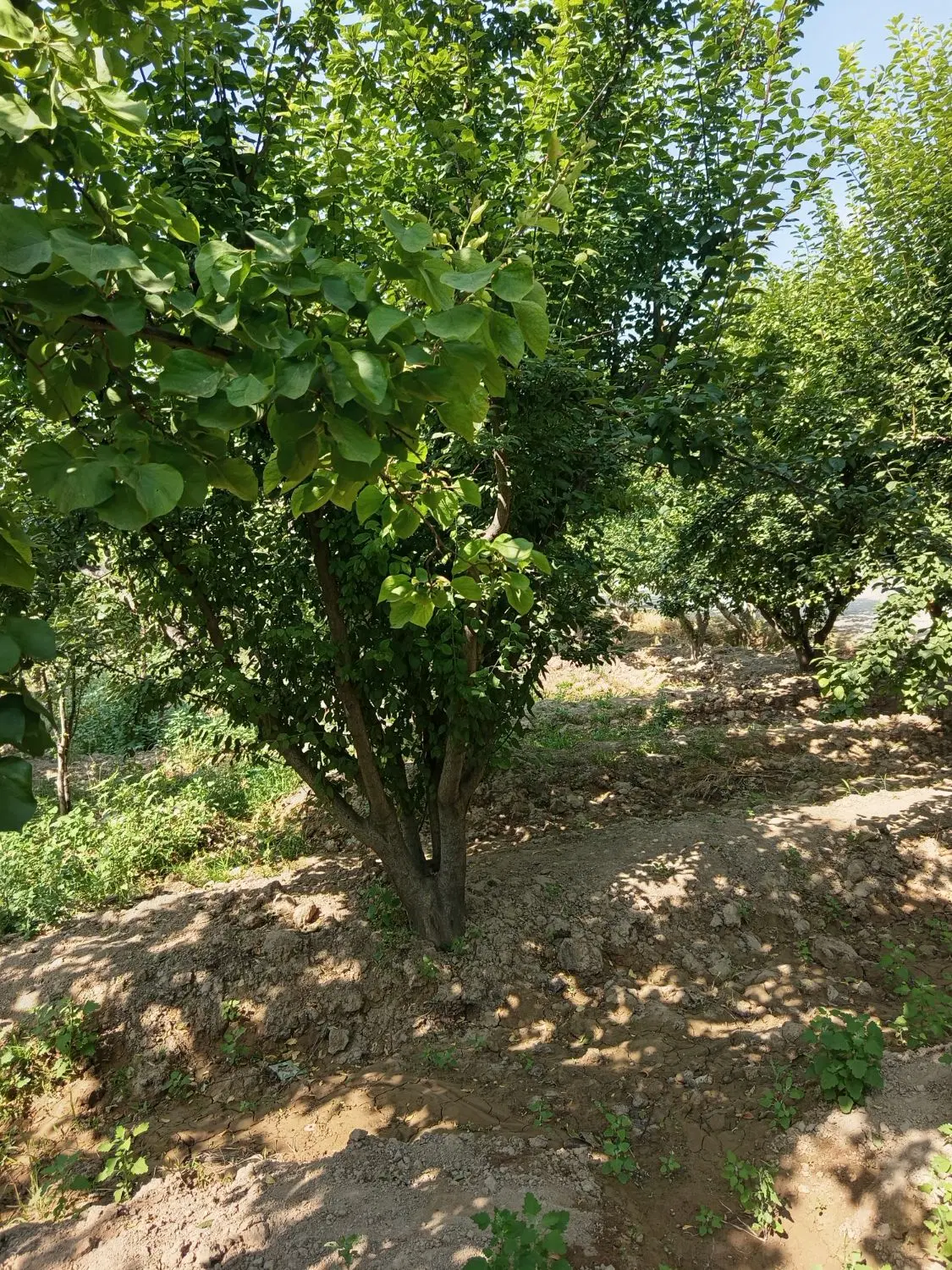 باغچه هزار متری