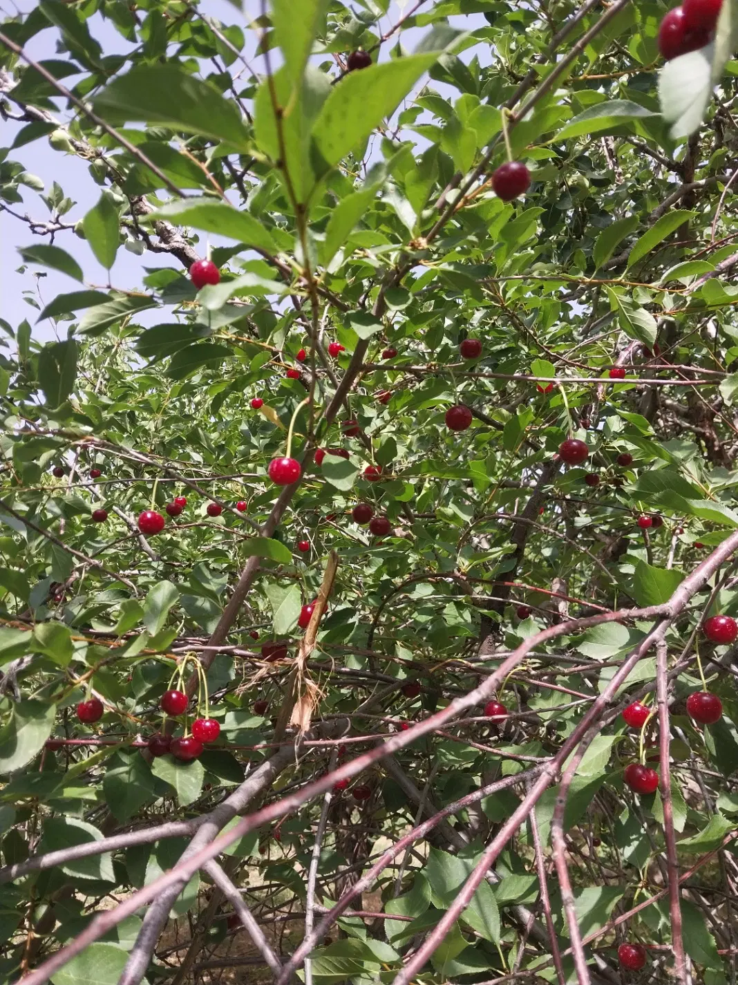 فروش باغ پسته .باغ میوه.زمین کشاورزی با آب