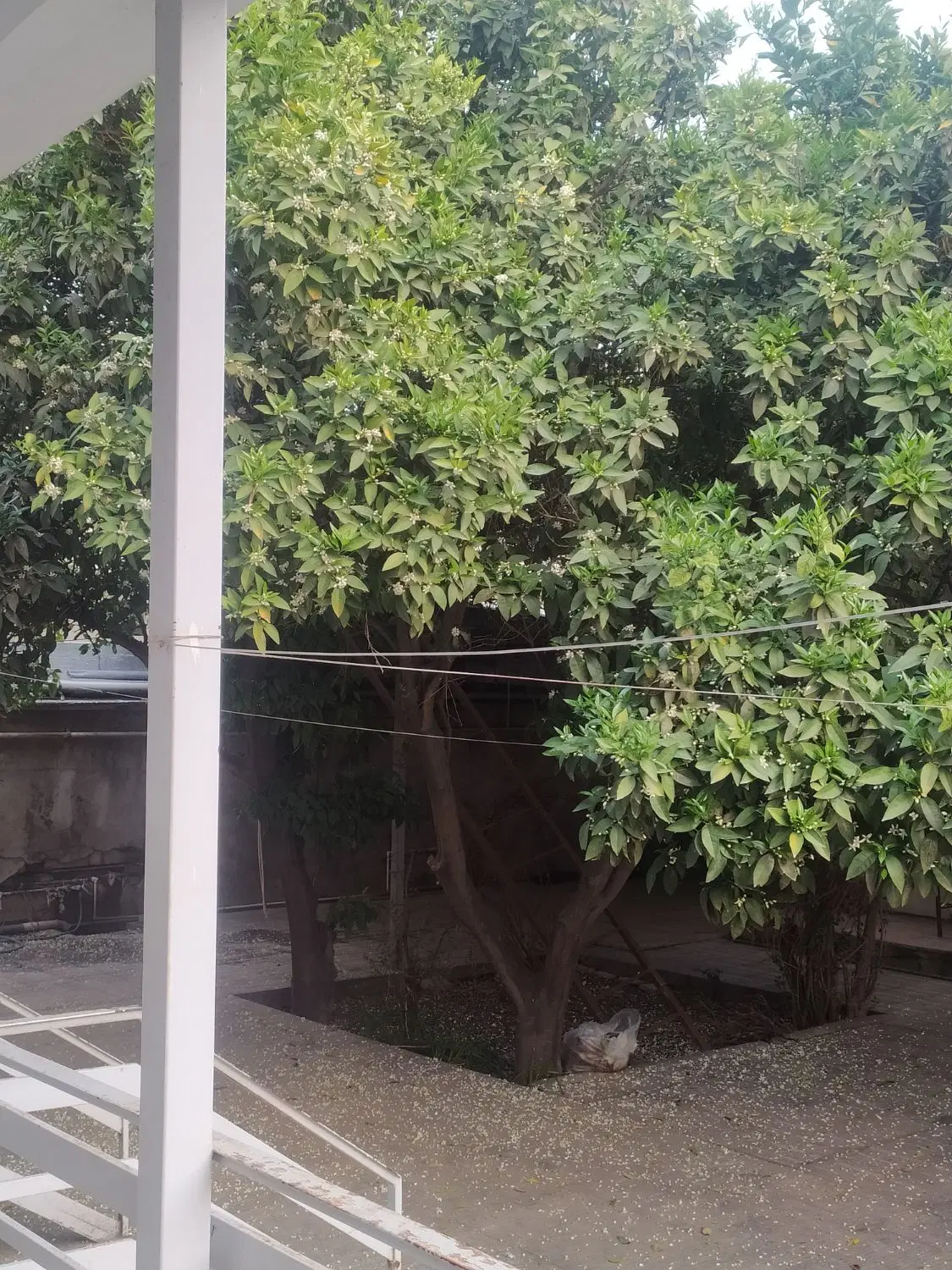 اجاره سوئیت ویلایی