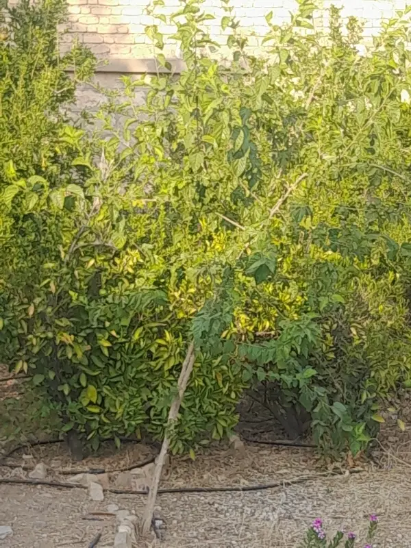 زمین۵۰۰ متری  کارخانه قند