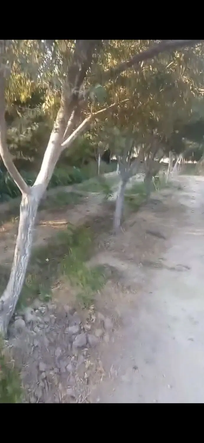 باغ و باغچه