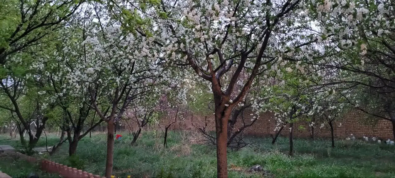 زمین داخل بافت  تنکمان