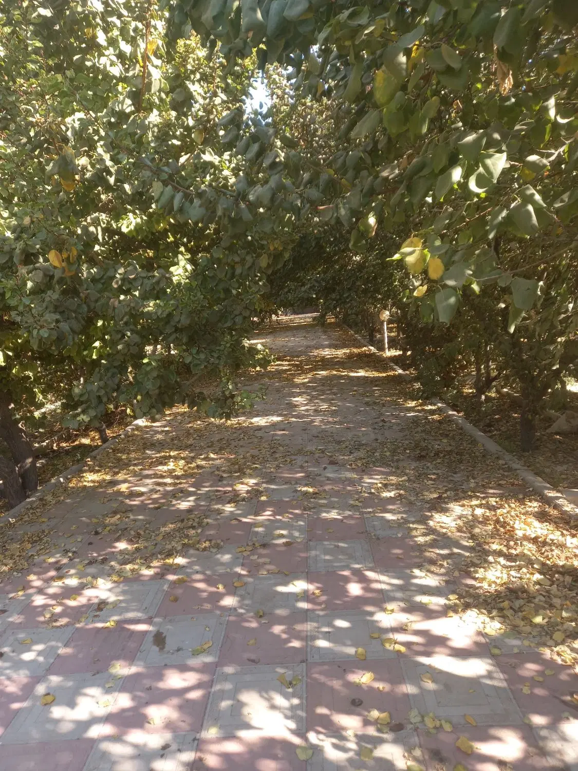 باغچه صفادشت