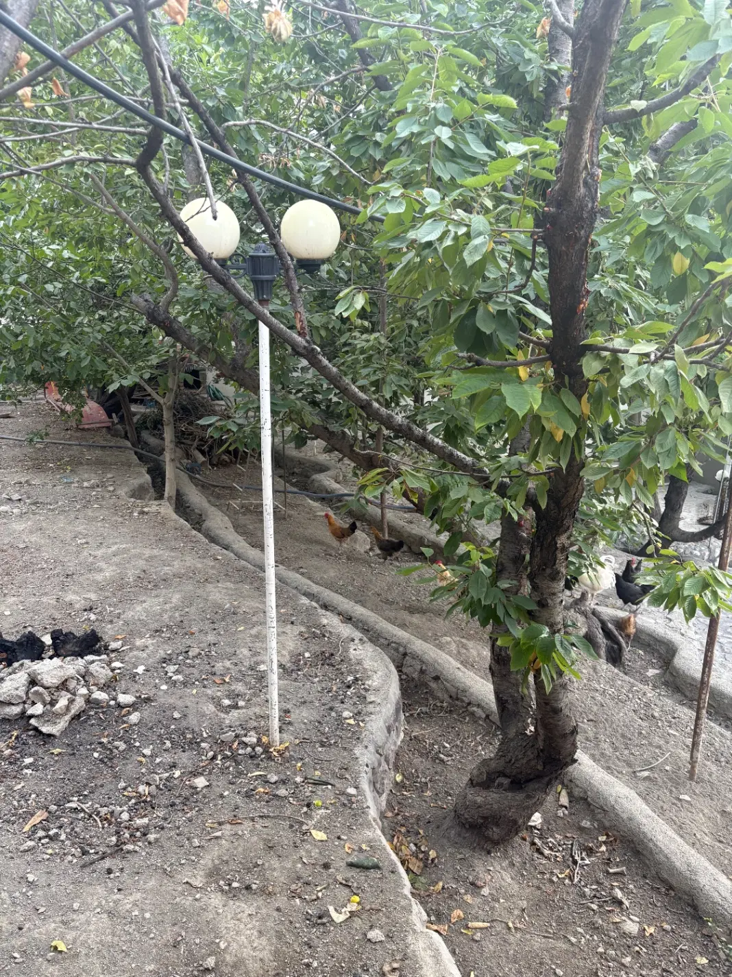 باغچه لواسان کوچک