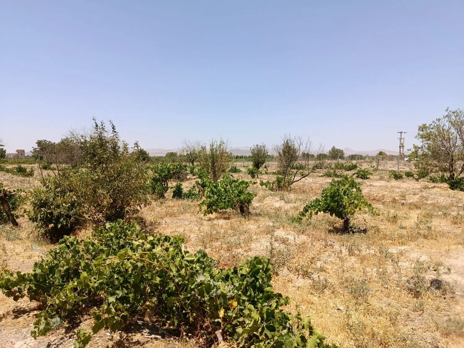 فروش باغ انگور ۳۰۰۰ متری تاکستان