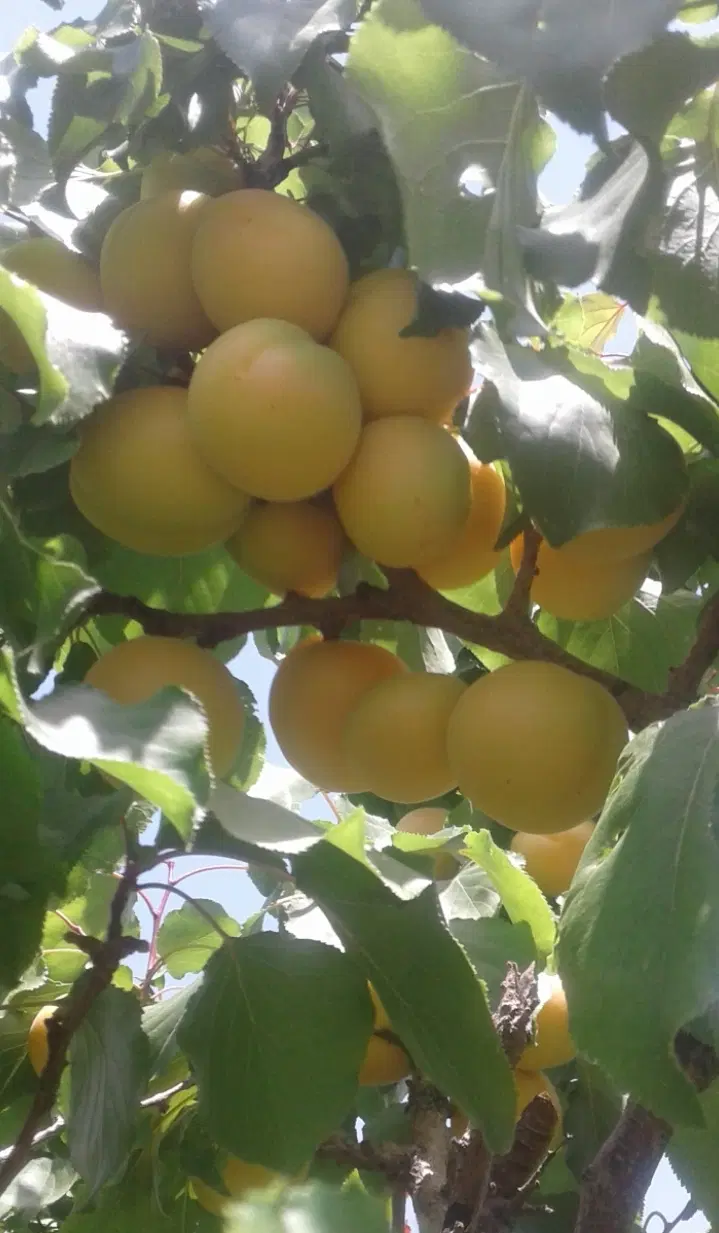 زمین‌ساده‌‌مجوز‌وسندارگلخانه‌ای