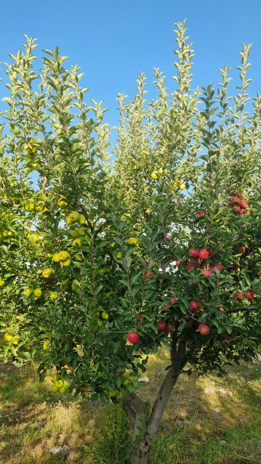باغ سیب