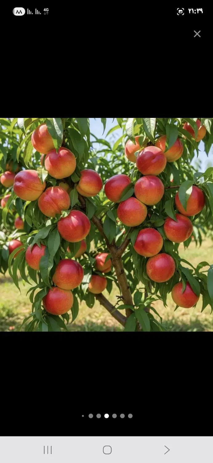 باغ فروشی فوری
