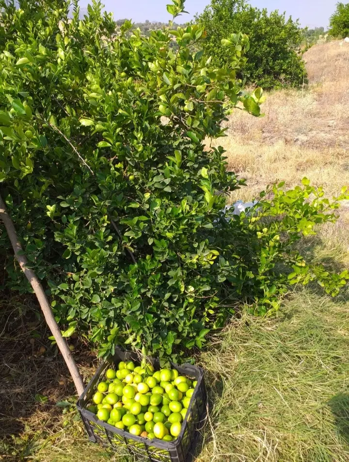 باغ پشکوه باشت