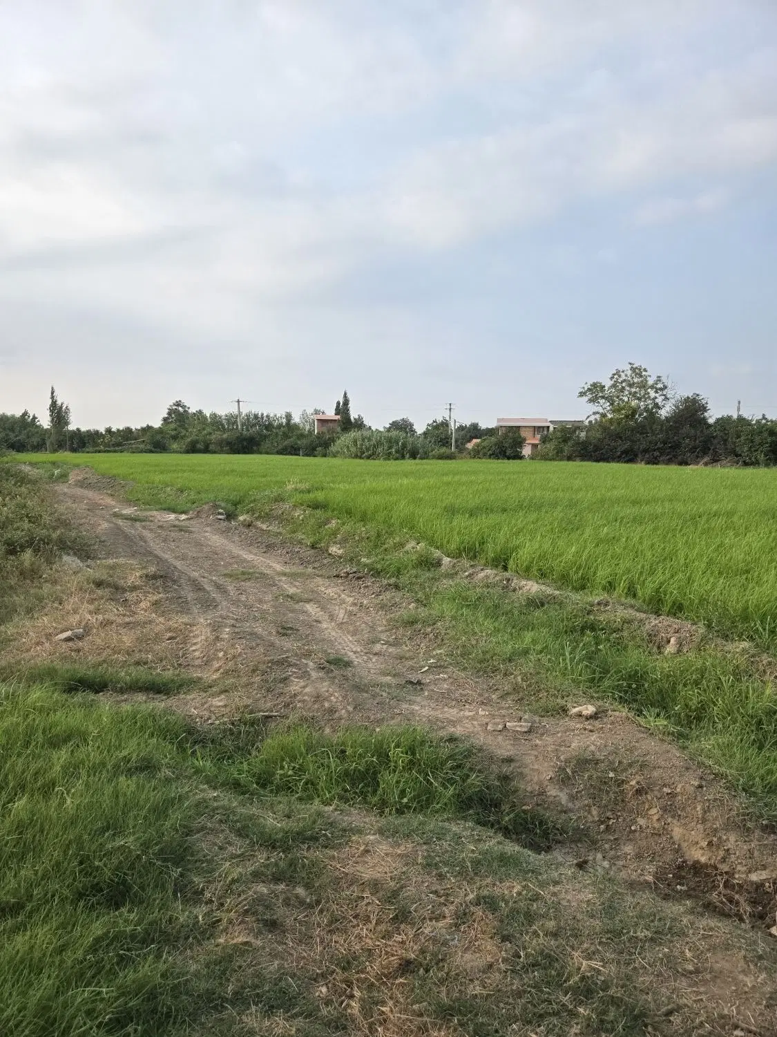 زمین کشاورزی