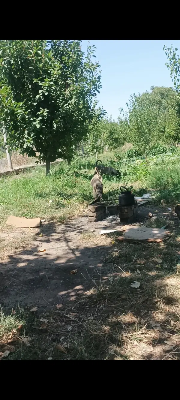 باغ فروشب کندلج