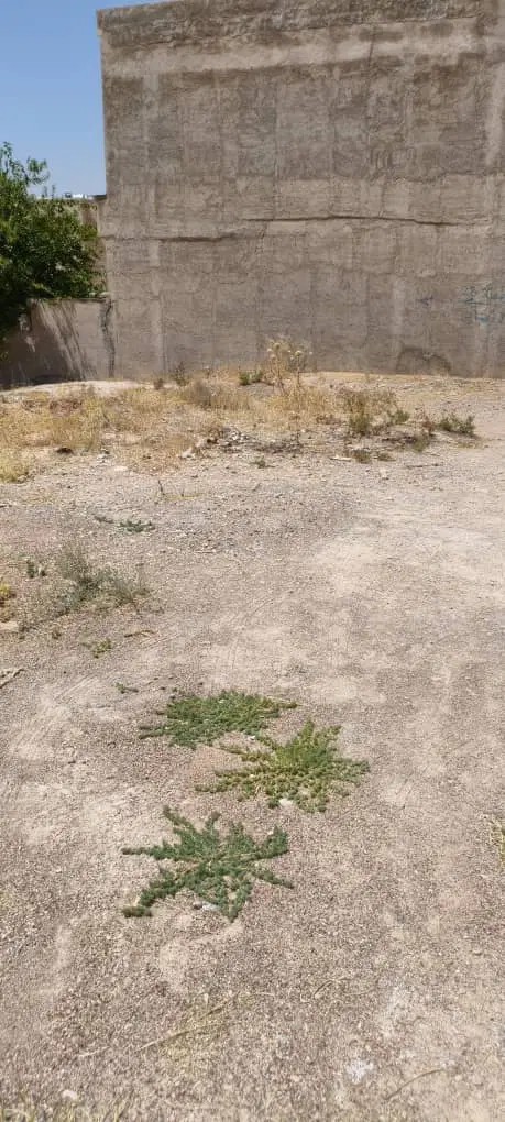 فروش یک قطعه زمین ۲۰۰ متری سه نبش صدرافاز۲