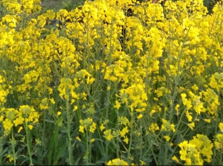 زمین کشاورزی