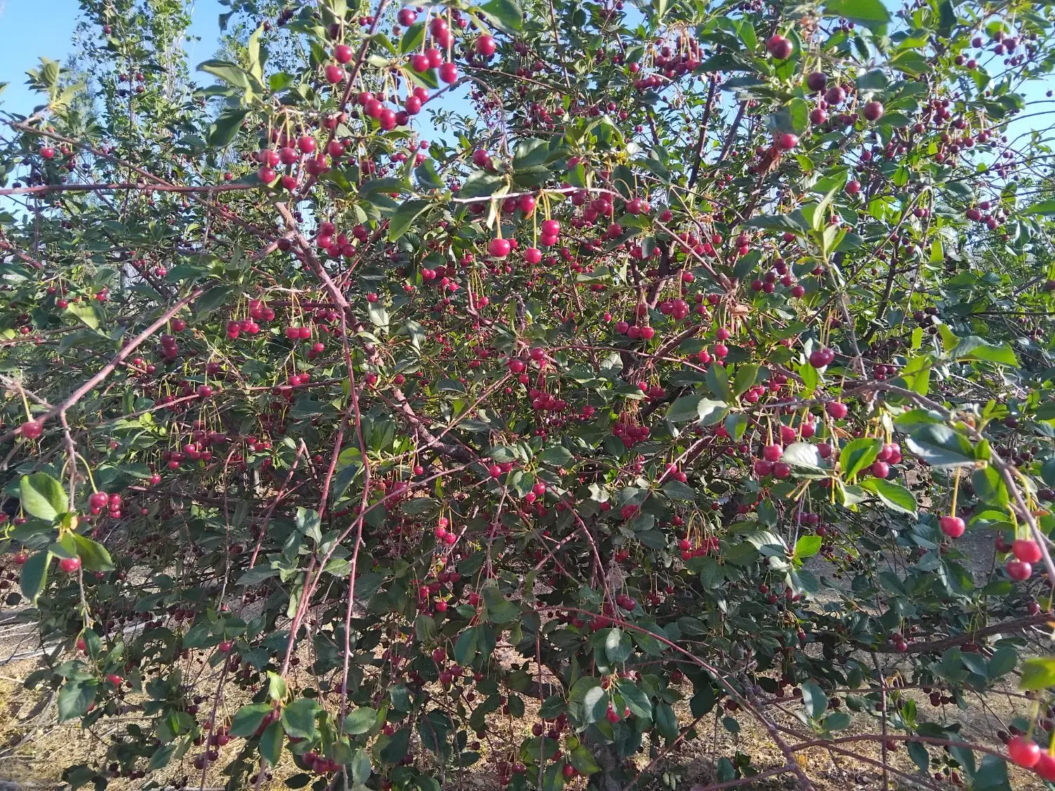 زمین باغی گوار