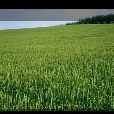 زمین زراعی