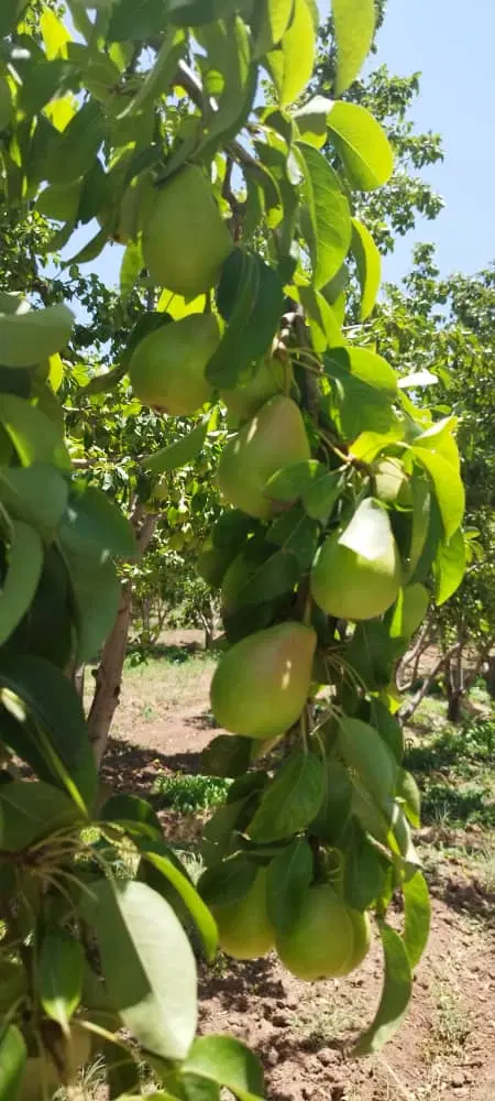 باغ ۴ هکتاری گلابی بیروت نمونه