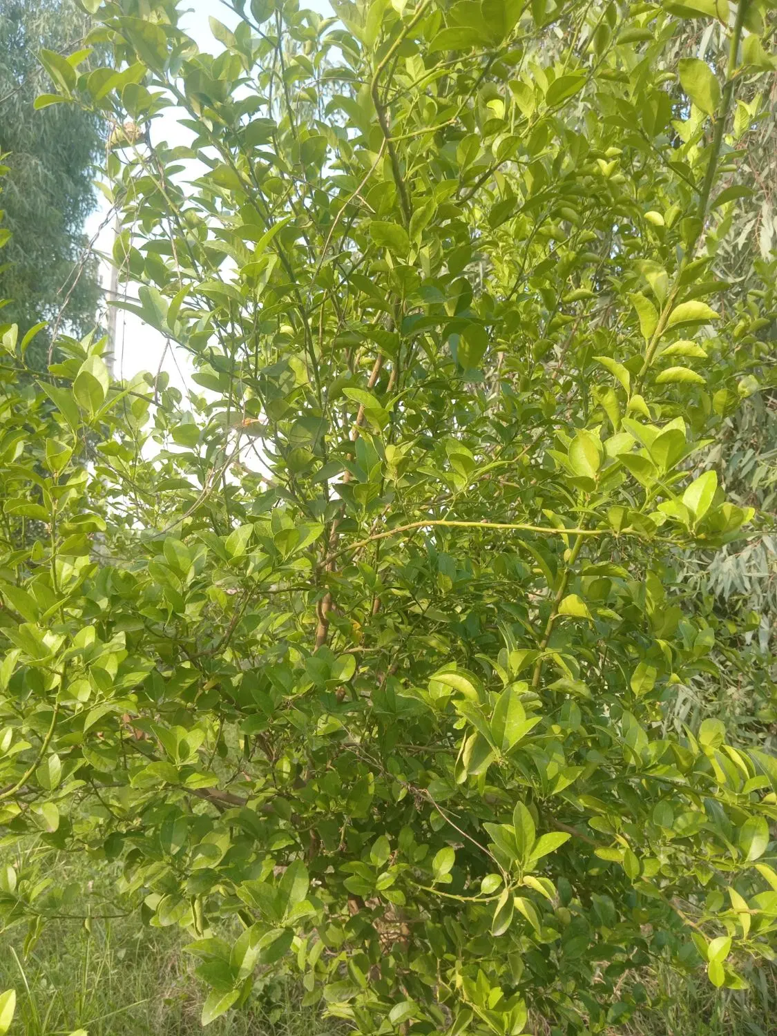 دو هکتا زمین کشاورزی آبی درجه یک اجاره دو سه ساله