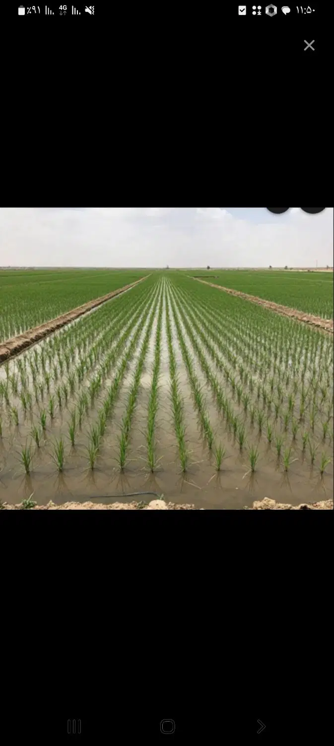 زمین شالیزار