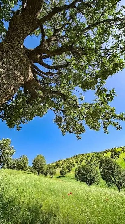 سعیدآباد_ کوی اختصاصی گلستان _