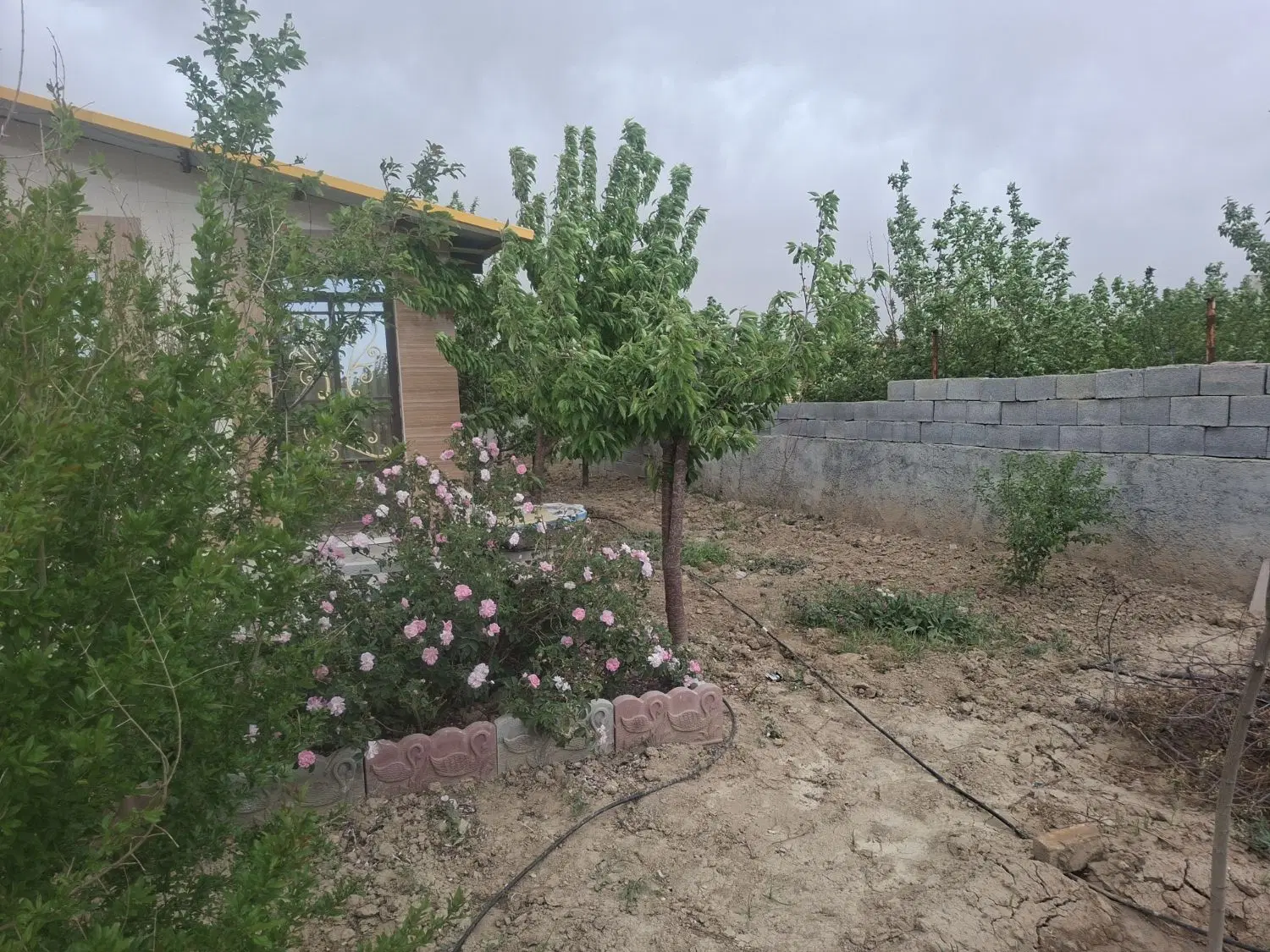 باغ جاده آزاد مرزاباد