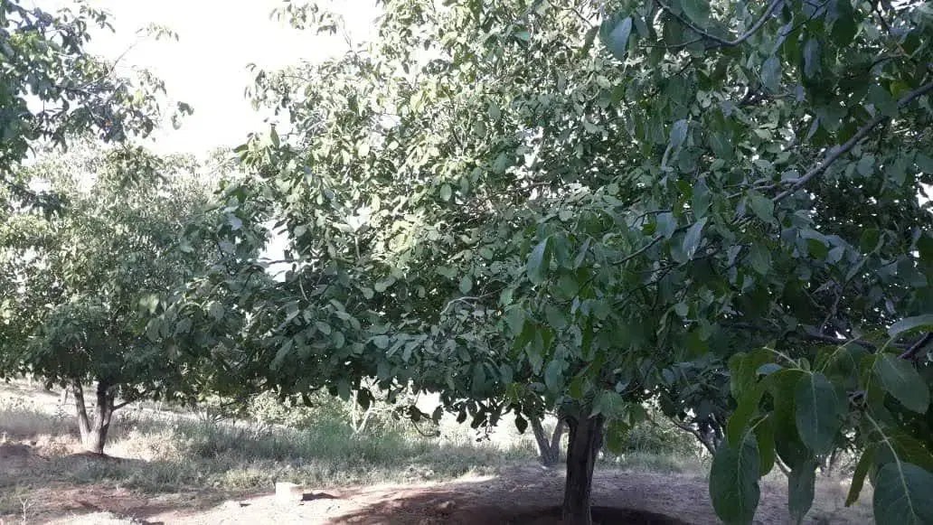 ۱۸ هکتار باغ و زمین زراعی
