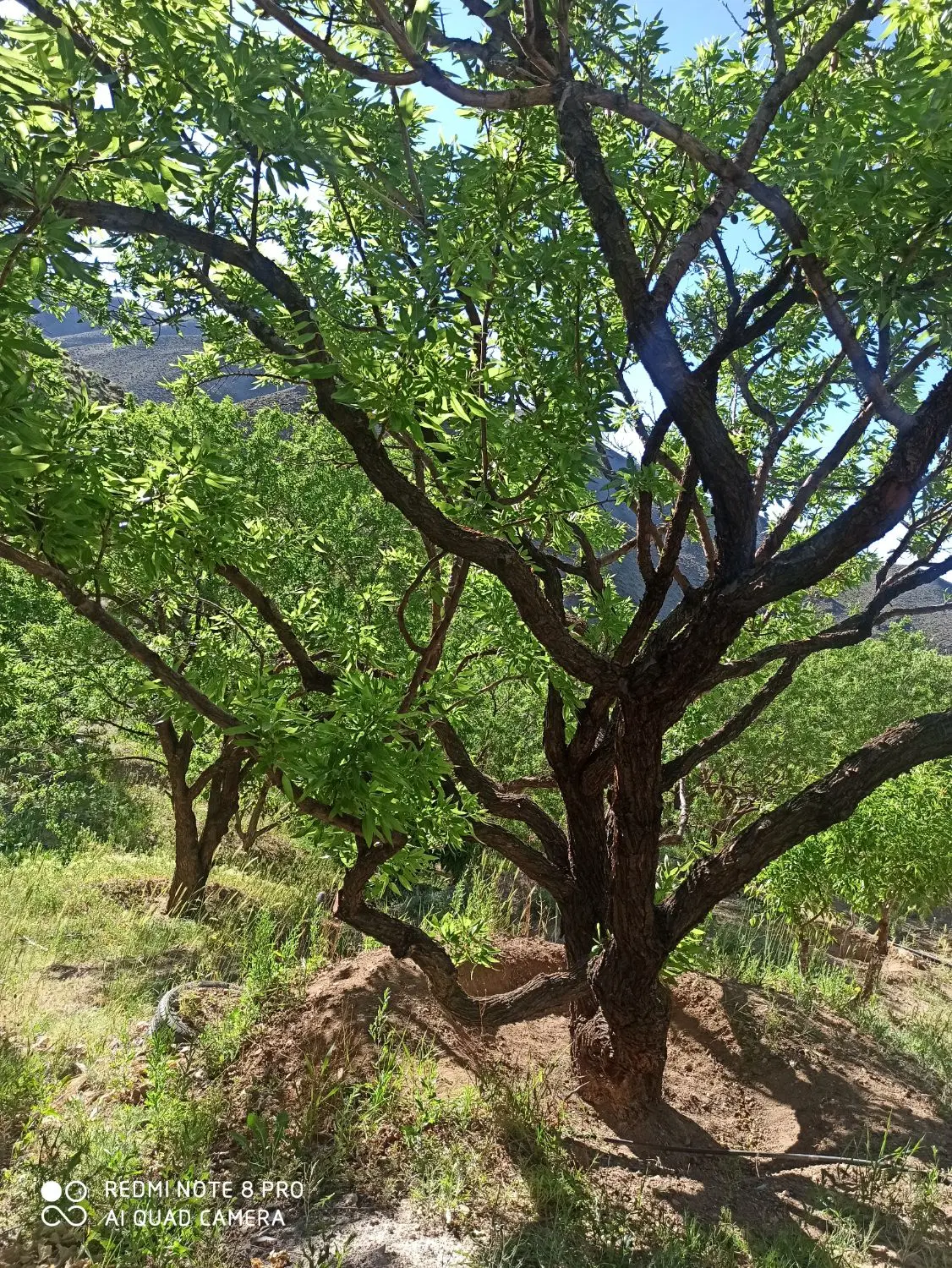 ملک فروشی روستای نیوشت