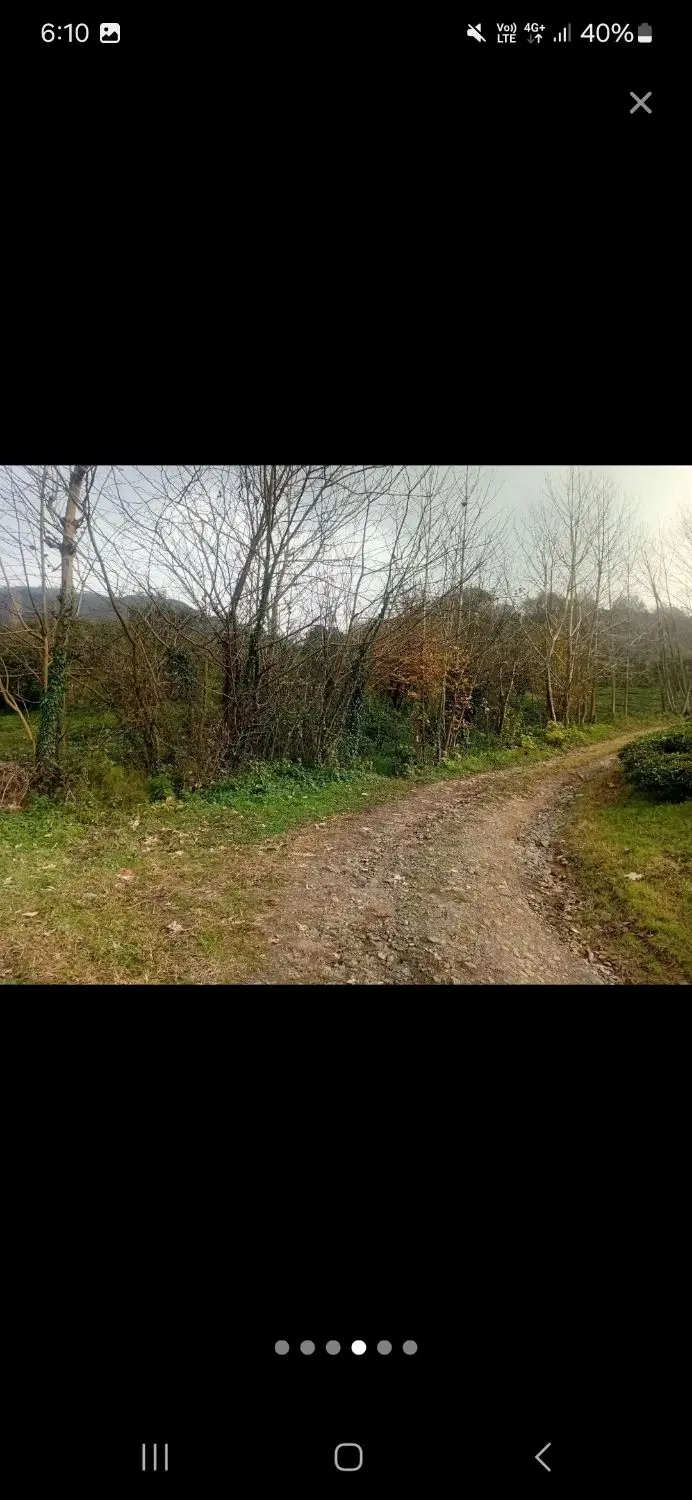 زمین چایی و مرکبات