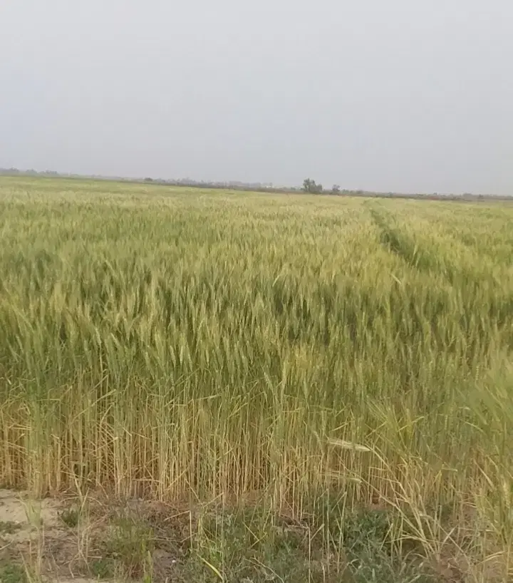 فروش زمین کشاورزی