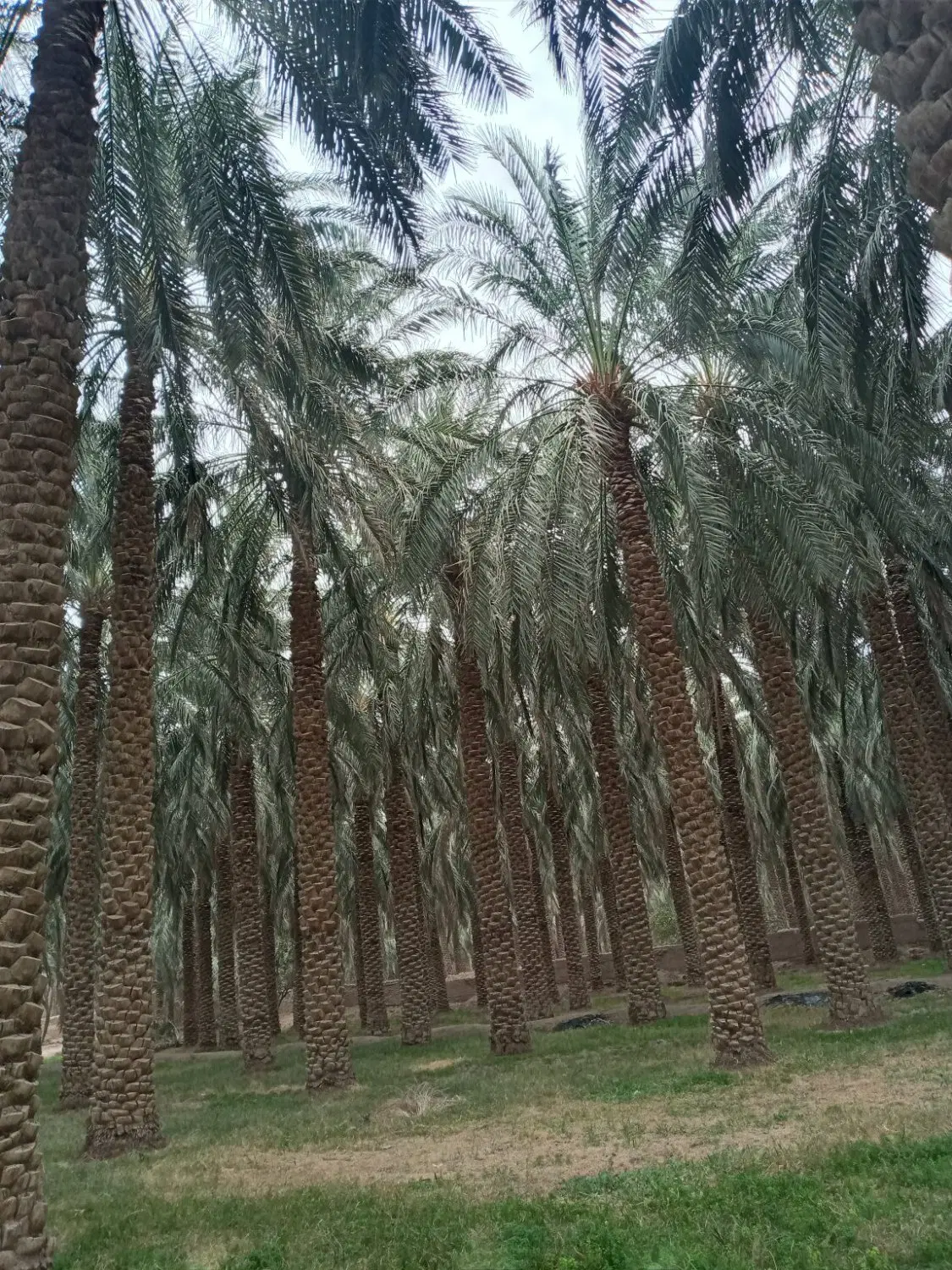 فروش باغ قصب