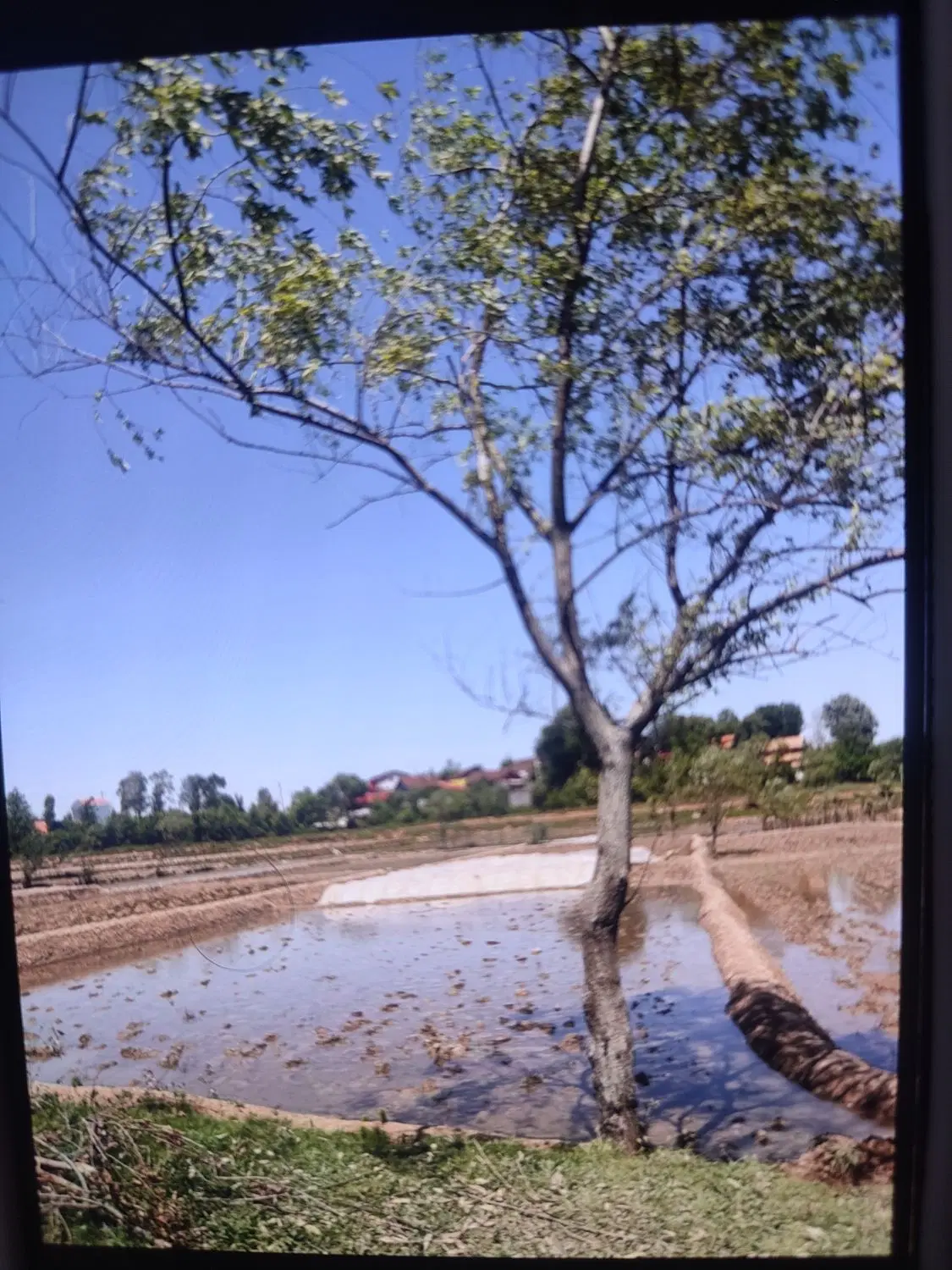 زمین کشاورزی مزرعه(بیجاره مکانیزه)