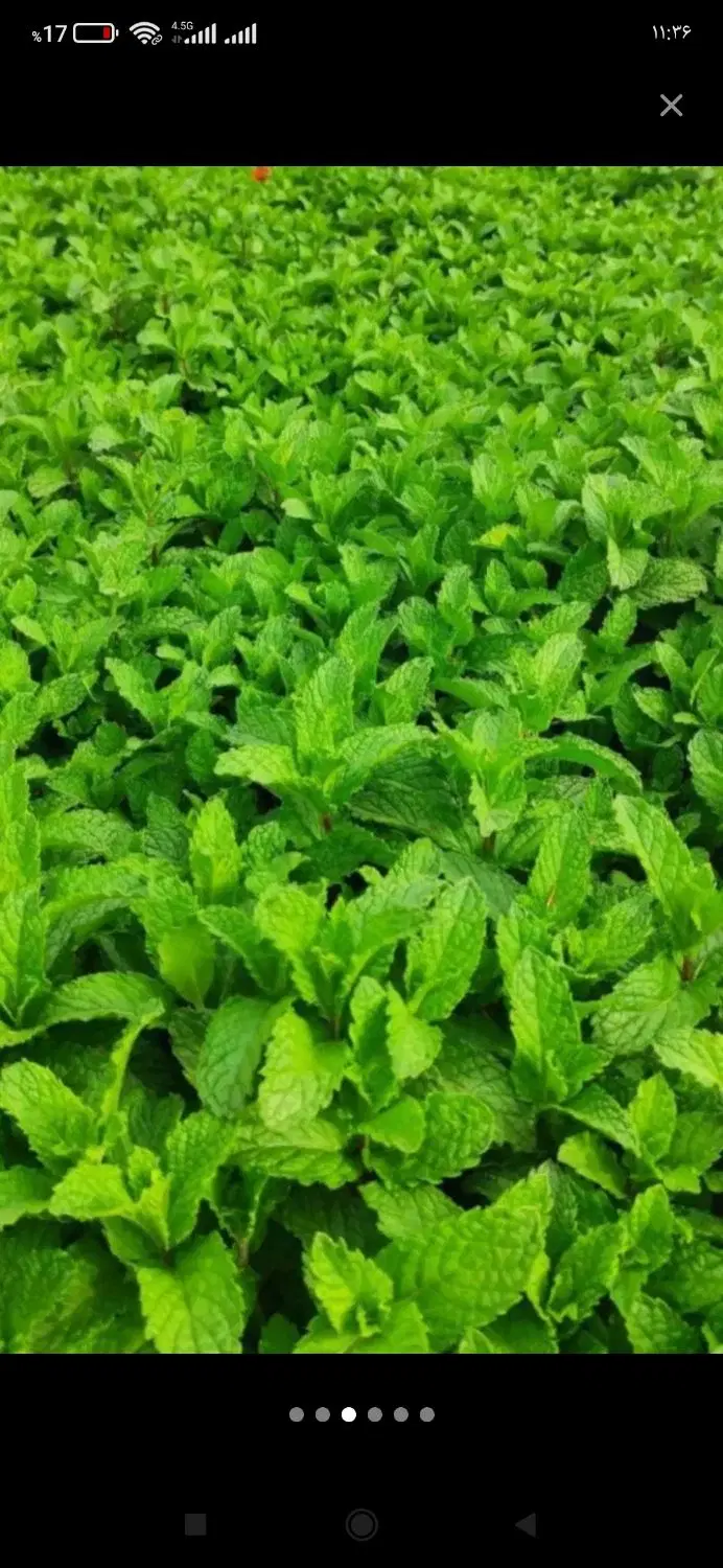فروش زمین زراعتی