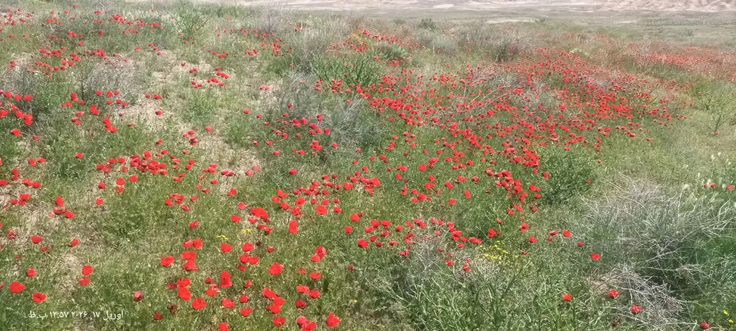 زمین فروشی