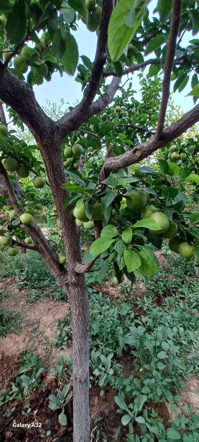 باغ ویلا